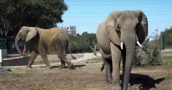 An elephant dies of apparent heart failure in Pakistan weeks after family reunion