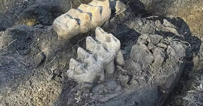 New York man finds mastodon jaw while gardening in his backyard