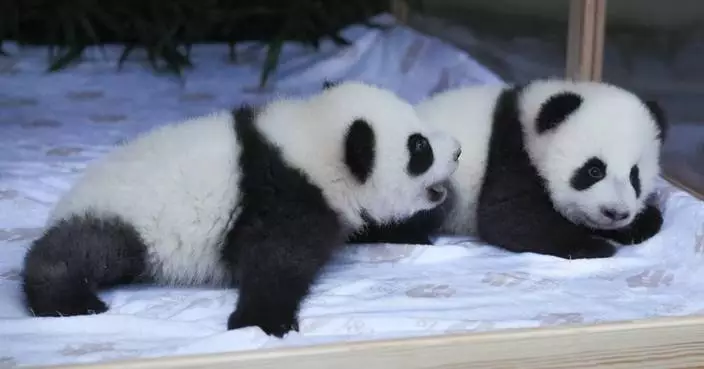 Berlin&#8217;s new panda twins have been named. Meet Leni and Lotti, or Meng Hao and Meng Tian