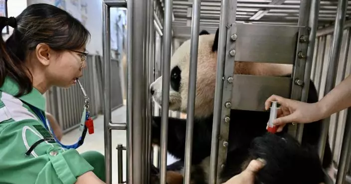 Loving caregivers dote on pandas