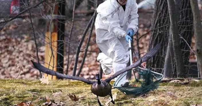 Rescuers rush to save geese and ducks soaked in oil due to spill in Boston river