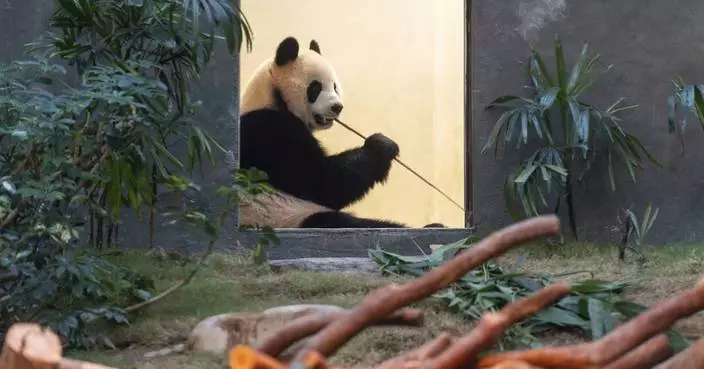 Hong Kong launches panda sculpture tour as the city hopes the bear craze boosts tourism