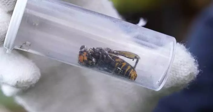 Invasive &#8216;murder hornets&#8217; are wiped out in the US, officials say