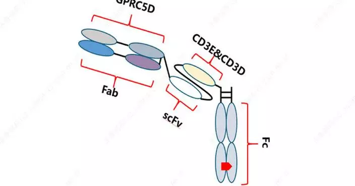 Preliminary Results of Qilu Pharmaceutical's Phase Ia Study on GPRC5D/CD3-Targeting Bispecific Antibody QLS32015 Unveiled at 2024 ASH Annual Meeting