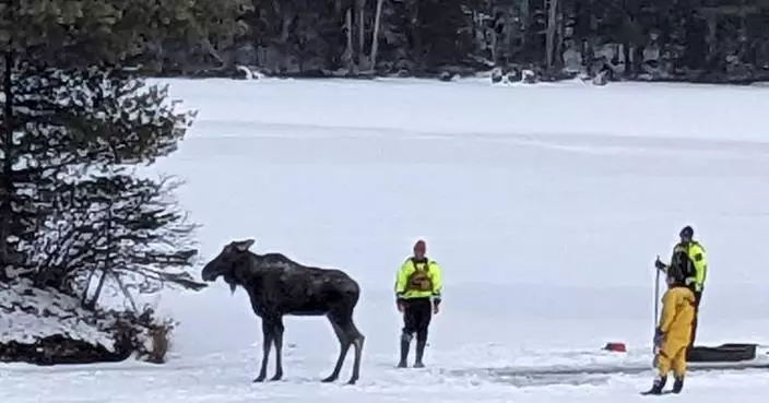 First responders saved a moose that fell through lake ice in New York. Here&#8217;s how they did it