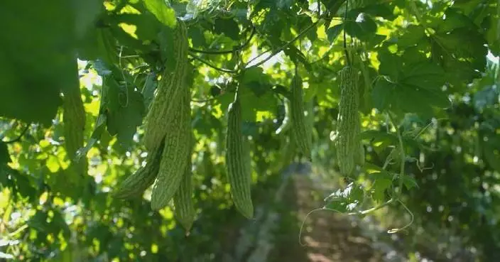 China's average wholesale prices of certain vegetables decline in December