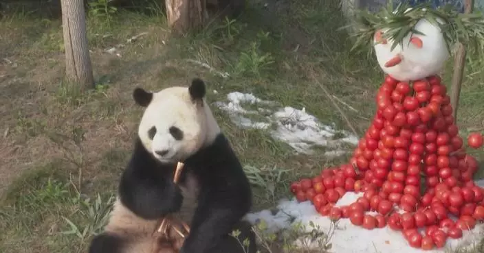 Giant pandas in Chongqing wildlife park enjoy frosty treats on first day of new year