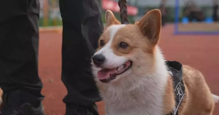 China&#8217;s first corgi police dog amaze people with outstanding explosive detection skills