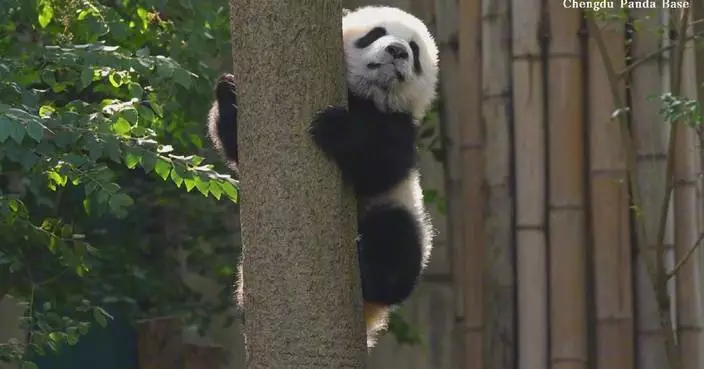 Adorable panda cubs capture hearts with clumsy charm