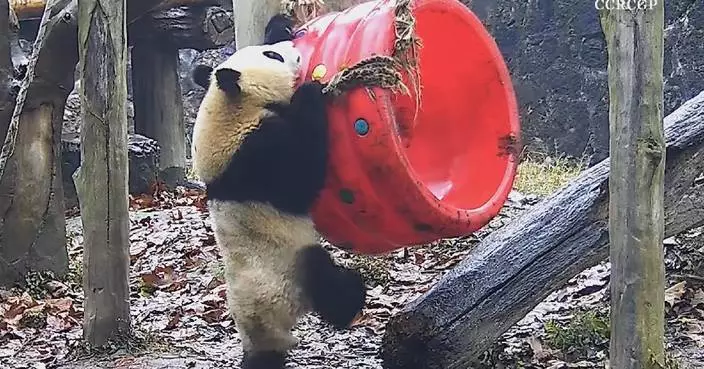 Giant panda cub explores new ways to enjoy swing