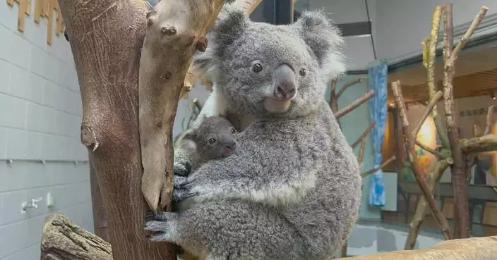 Zoo in east China&#8217;s Nanjing shares video of its newest koala joey