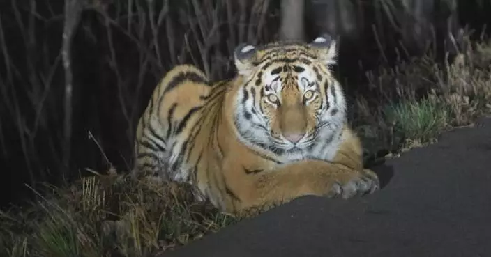 Chinese wildlife park near farmland strives to ensure peaceful co-existence of humans, large cats