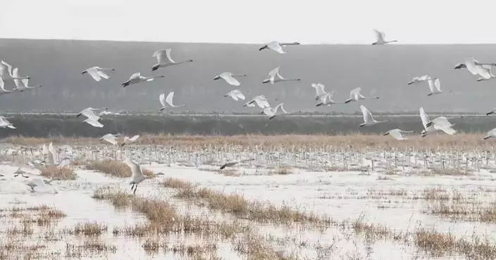 Migratory birds flock to eastern, central China as temperatures drop