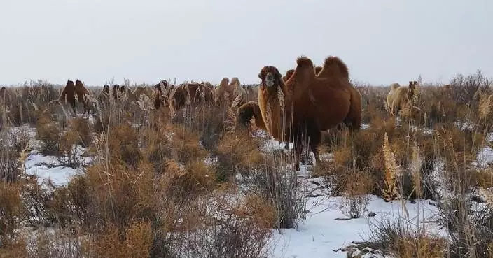 Herdsman leverages agricultural drone to herd camels in Xinjiang