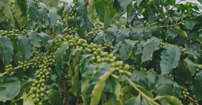 Modern infrastructure helps boost coffee quality, sales in Yunnan's village