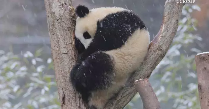 Cute panda cub sleeps tight amid snowing