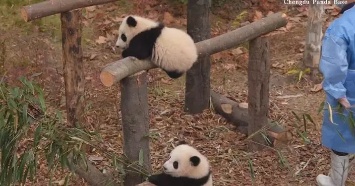 Adorable panda cubs enjoy recreational activities