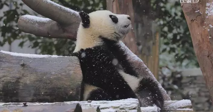 Adorable panda cub in Sichuan experiences snow for first time