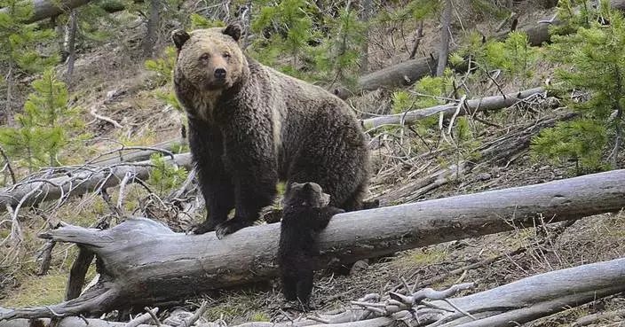 US will keep protecting more than 2,000 Rocky Mountain grizzly bears