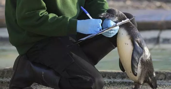 London Zoo&#8217;s residents are counted in their annual stocktake, including 2 baby gorillas