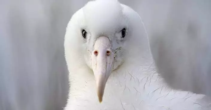 An albatross couple shares egg duty in this captivating low-drama reality show