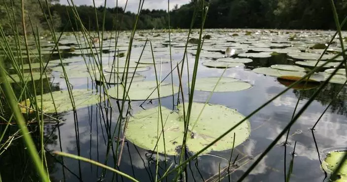 New research shows a quarter of freshwater animals are threatened with extinction