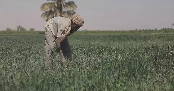 Farmers in Sudan struggle to sustain wheat production amid ongoing conflict