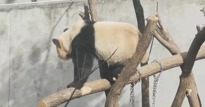 Energetic pandas charm visitors in Shaanxi