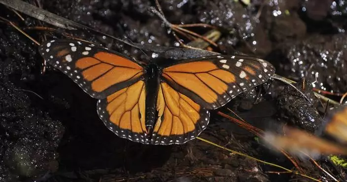 Monarch butterflies wintering in Mexico rebound this year