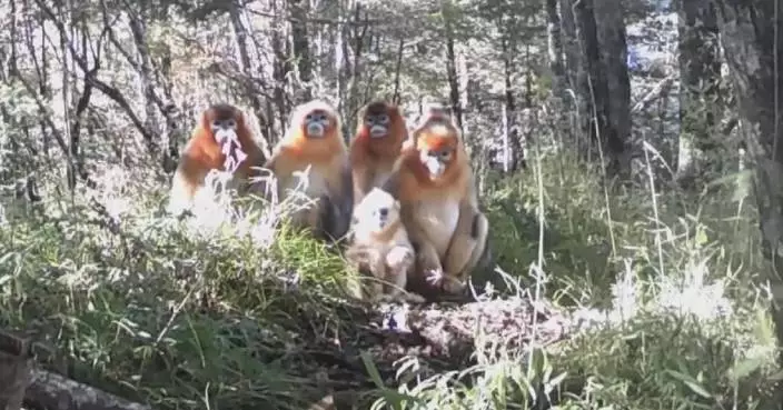 Sichuan, Yunnan capture rare footage of snub-nosed monkeys
