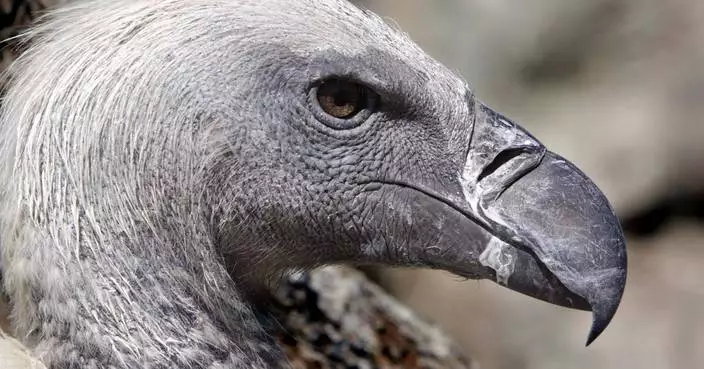 Vultures are among the least loved animals. African conservationists are trying to change that