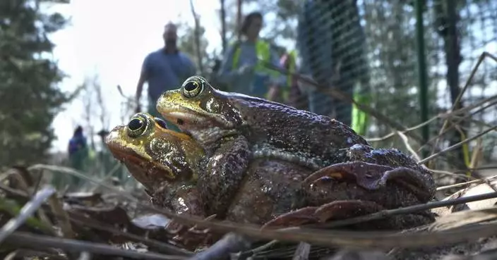 A Russian bucket brigade helps toads and frogs cross the road to get to a spawning site