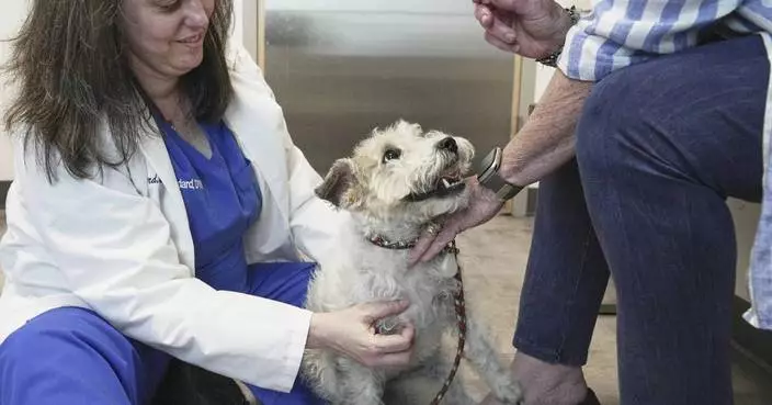 Dogs and cats can also suffer from allergies, but there are ways to help our furry friends