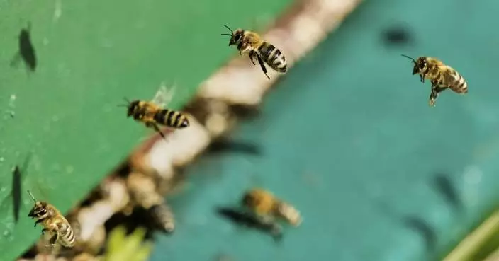 On ‘World Bee Day,’ the bees did not seem bothered. They should be