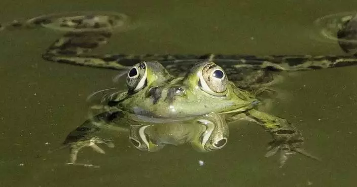 PHOTO COLLECTION: Animals Around the World