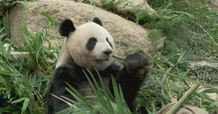 Giant pandas attract travelers from near and far to Macao