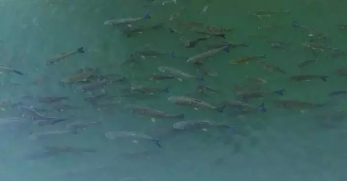 Yangtze River sees continuous aquatic biodiversity recovery since fishing ban