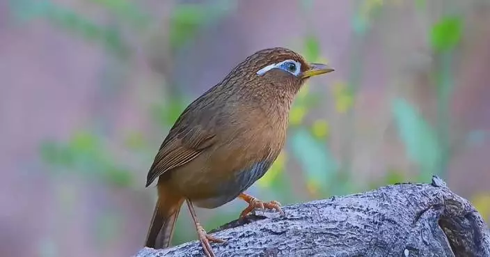 Seniors find joy in birdwatching as ecosystems flourish across China