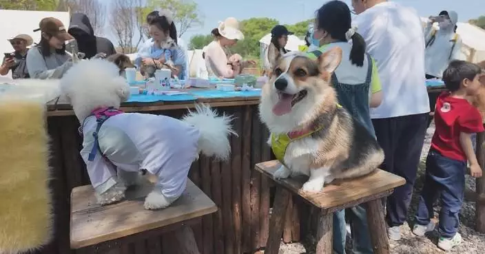More pet-friendly venues show up in Chinese city as pet economy booms