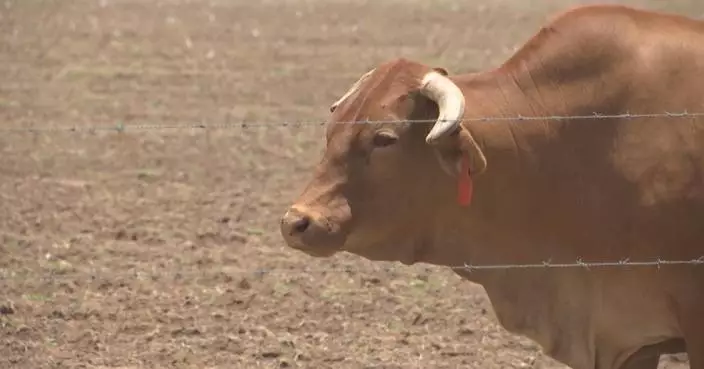 Foot, mouth disease outbreaks in S. Africa threaten beef export
