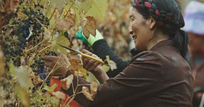 Woman takes lead in driving grape planting industry in Xizang