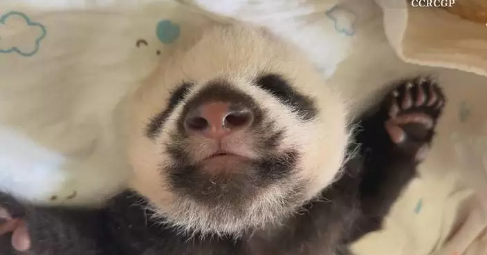 Footage shows baby panda&#8217;s sleeping movements at nursery room