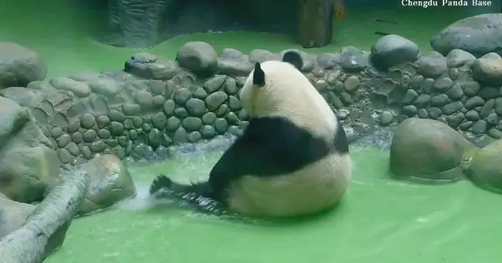 Panda caught splashing water with feet