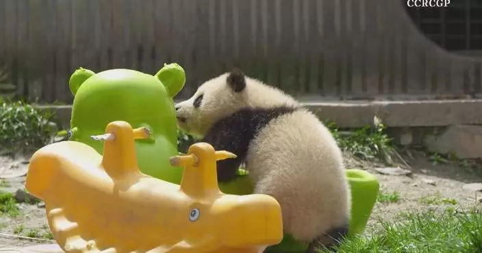 Sichuan&#8217;s panda cubs charm hearts with playful antics