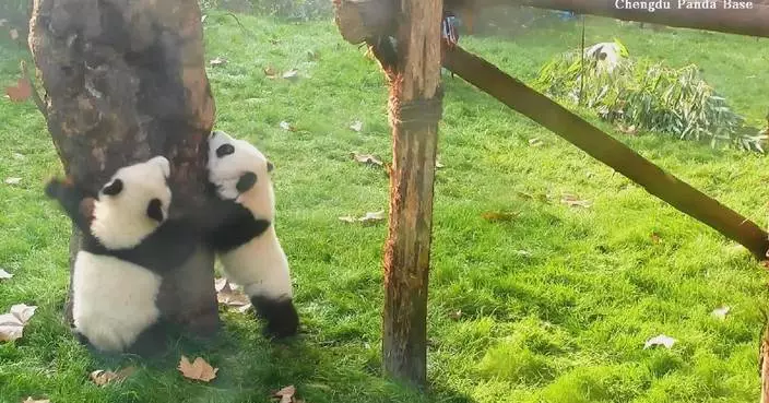 Footage captures adorable moments of panda cubs climbing tree, waking friend up
