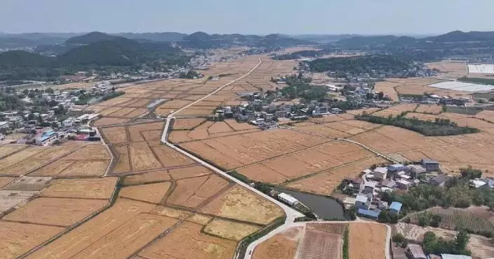 Promising wheat yields in China expected as southwestern provinces begin harvest
