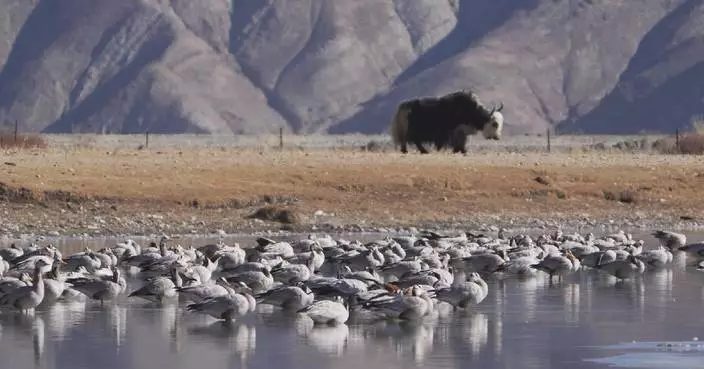 Black-necked cranes coexist peacefully with humans in their plateau paradise
