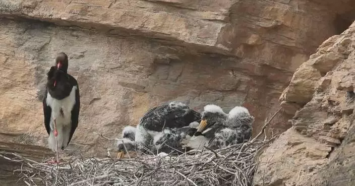 New black stork chicks spotted in Beijing, signaling steady population growth