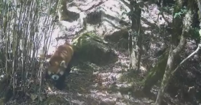 Footage of 71 wild animal species captured in Yunnan nature reserve