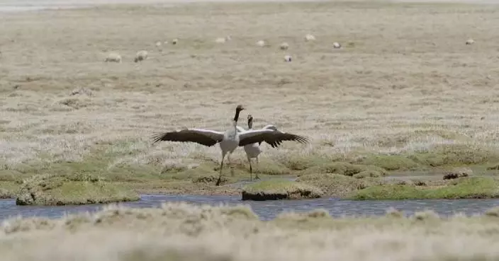 Black-necked cranes perform victory dance after chasing away intruding sheep